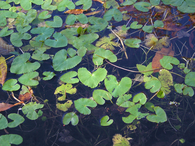 Caltha natans (Caltha natans)
