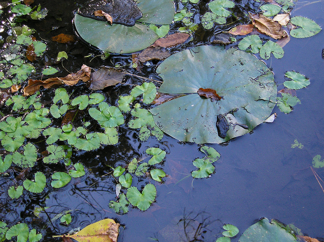 Caltha natans