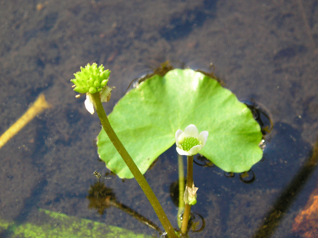 Caltha natans