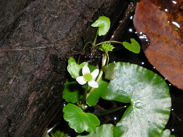 Caltha natans