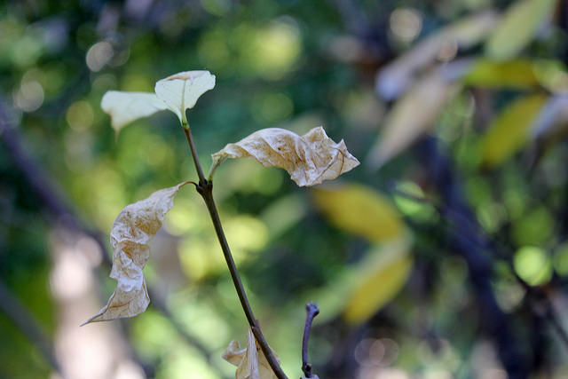 Calycanthe (Calycanthus floridus)