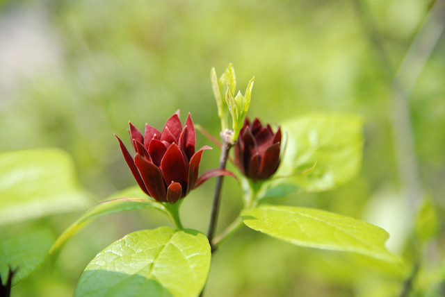 Calycanthe