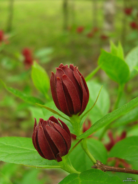 Calycanthe