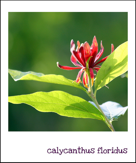 Calycanthe