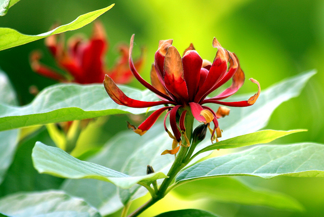 Calycanthe