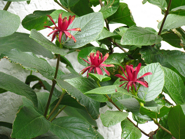 Calycanthe