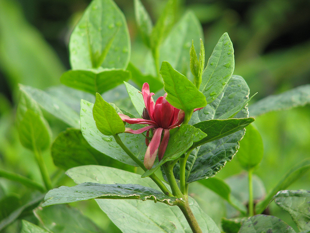 Calycanthe