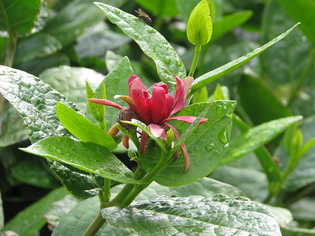 Calycanthe
