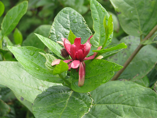 Calycanthe
