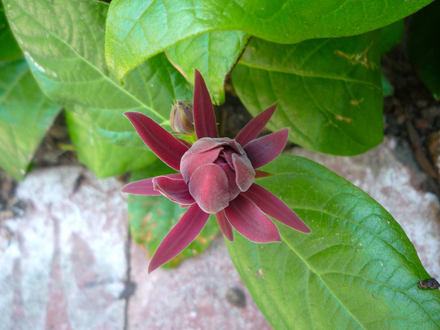 Calycanthe