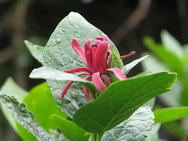 Calycanthe (Calycanthus occidentalis)