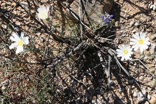 Calycoseris wrightii