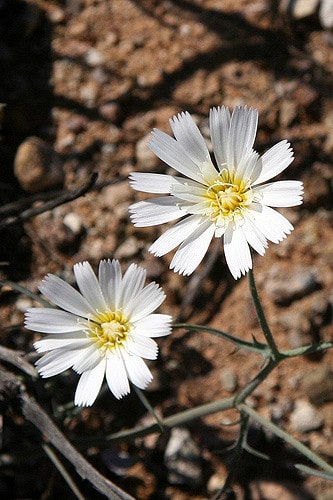 Calycoseris wrightii