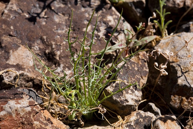 Calycoseris wrightii