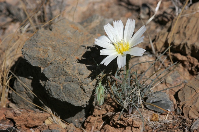 Calycoseris wrightii
