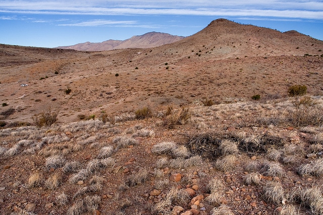 Calycoseris wrightii