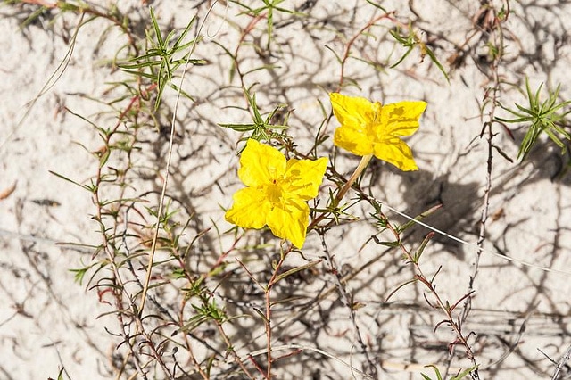 Calylophus hartwegii