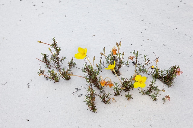 Calylophus hartwegii