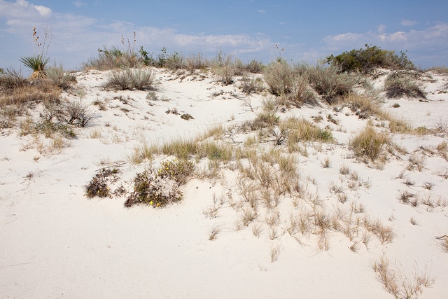 Calylophus hartwegii