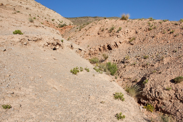 Calylophus hartwegii