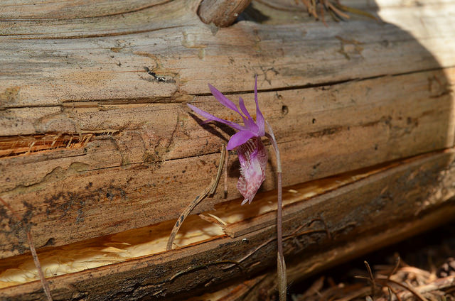 Calypso bulbosa (Calypso bulbosa)