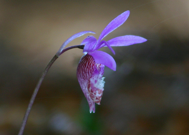 Calypso bulbosa