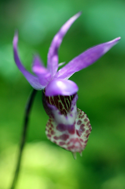 Calypso bulbosa