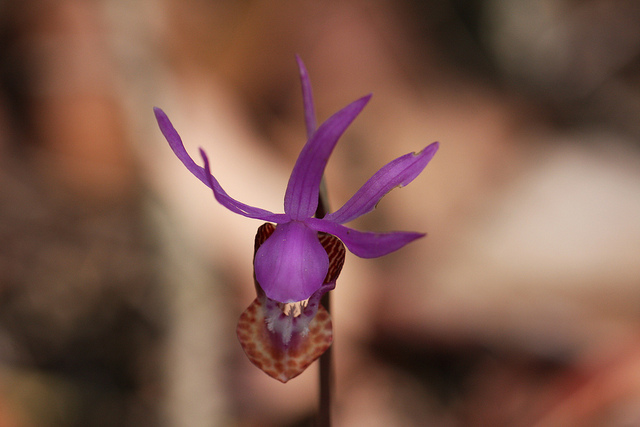 Calypso bulbosa