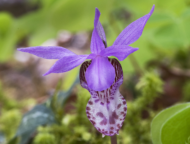 Calypso bulbosa