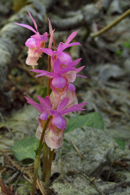 Calypso bulbosa