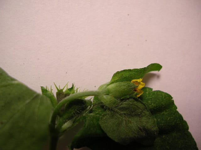 Calyptocarpus vialis