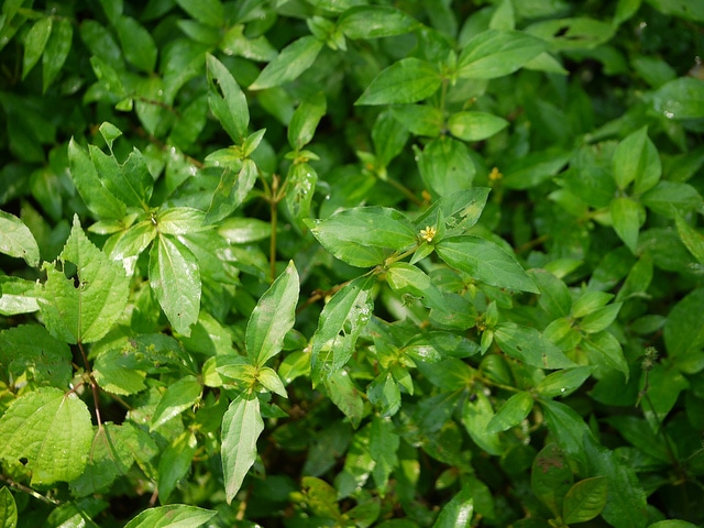 Calyptocarpus vialis (Calyptocarpus vialis)