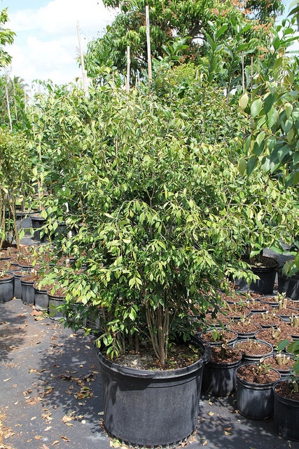 Calyptranthes pallens