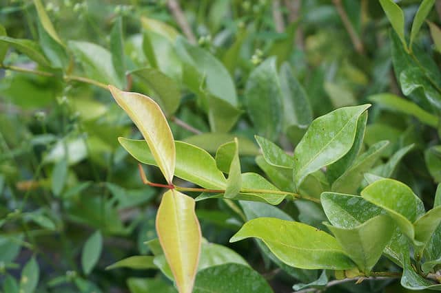 Calyptranthes pallens