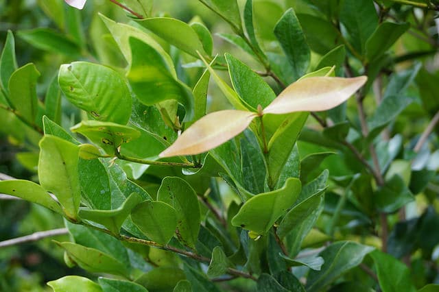 Calyptranthes pallens