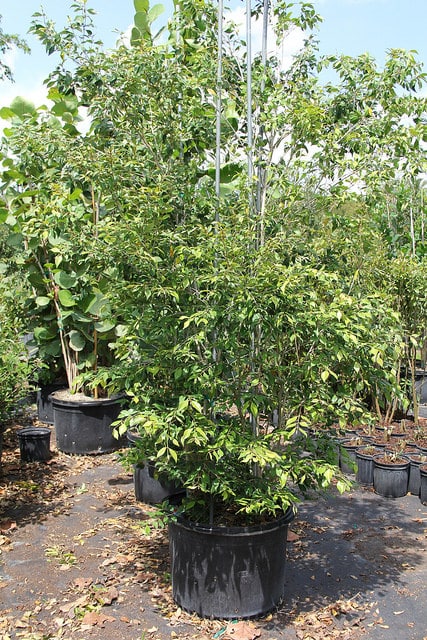 Calyptranthes pallens