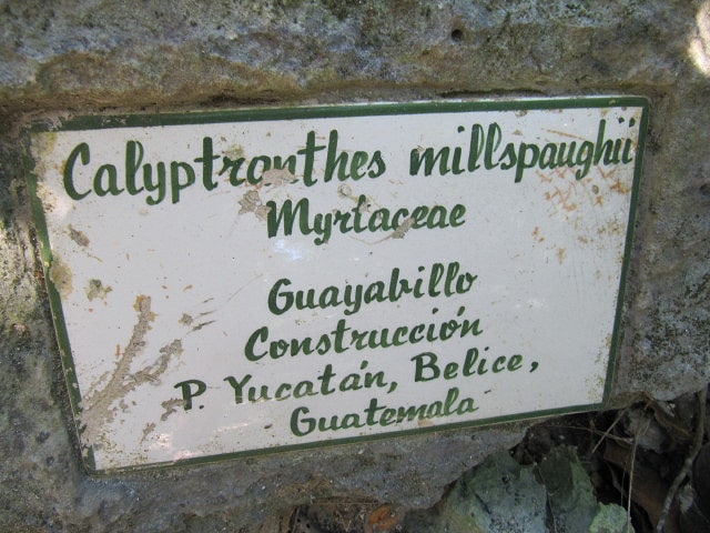 Calyptranthes pallens