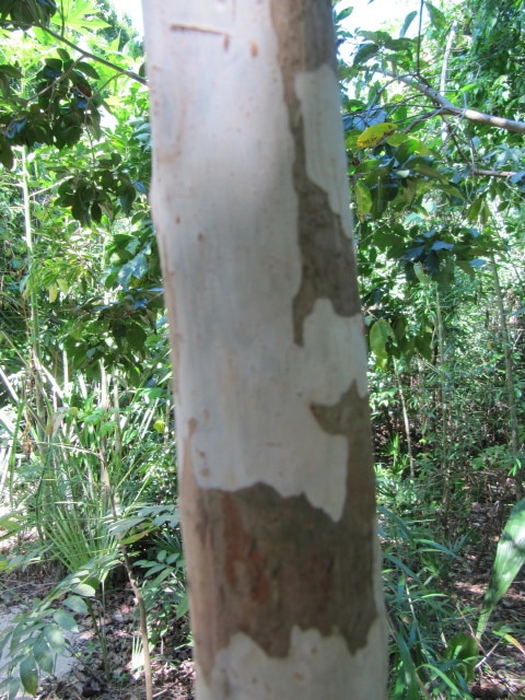 Calyptranthes pallens