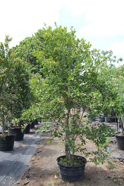 Calyptranthes zuzygium