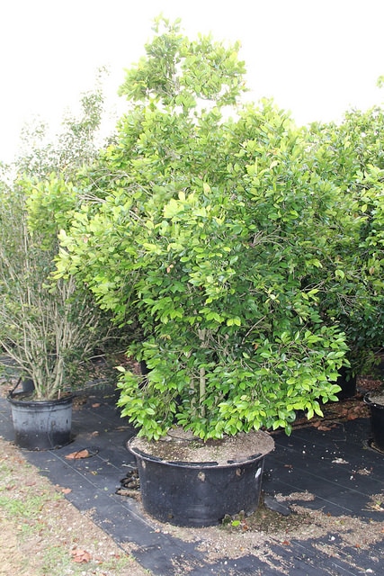 Calyptranthes zuzygium