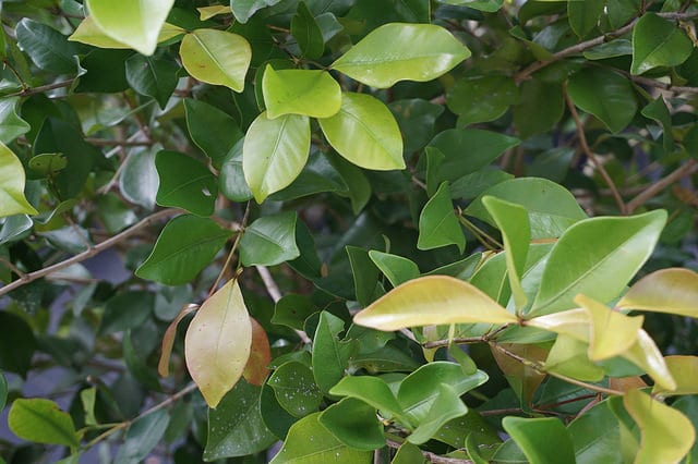 Calyptranthes zuzygium