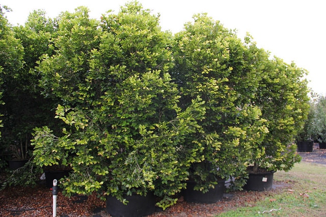 Calyptranthes zuzygium