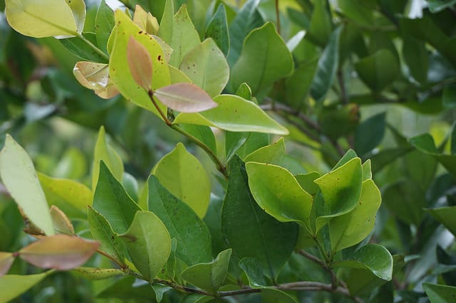 Calyptranthes zuzygium
