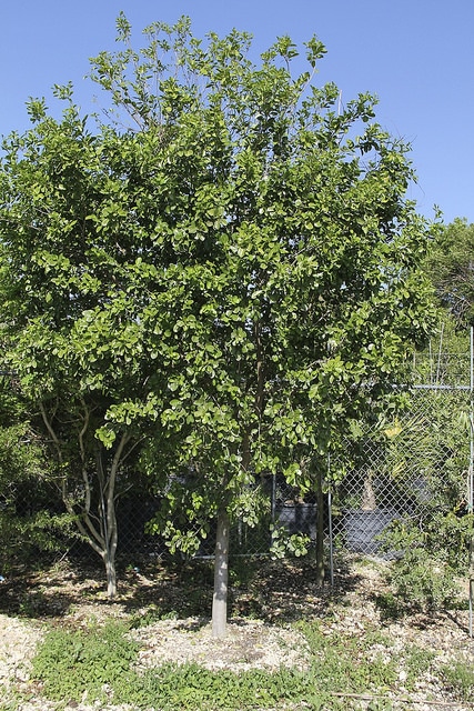 Calyptranthes zuzygium