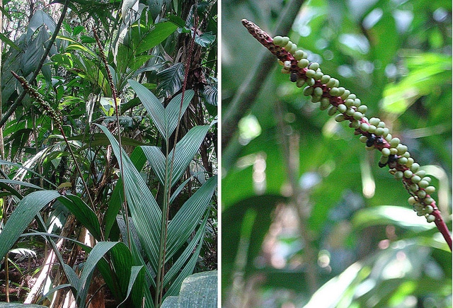 Calyptrogyne ghiesbreghtiana (Calyptrogyne ghiesbreghtiana)