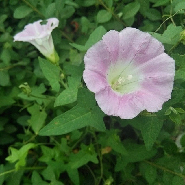 Calystegia hederacea
