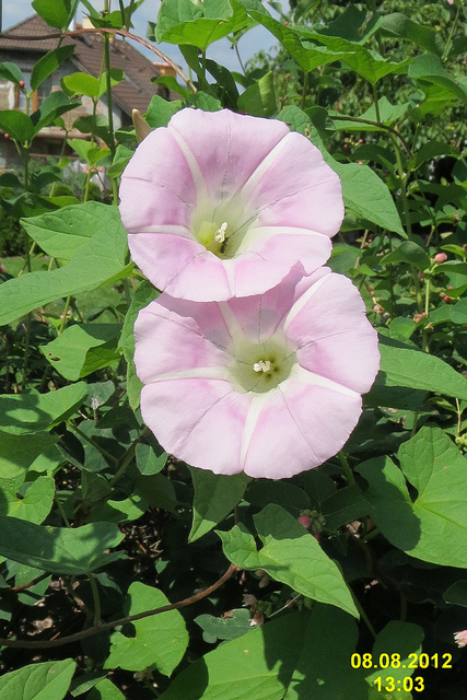 Liseron joli (Calystegia pulchra)