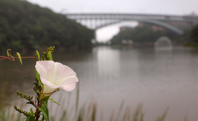 Grand lignot (Calystegia sepium)