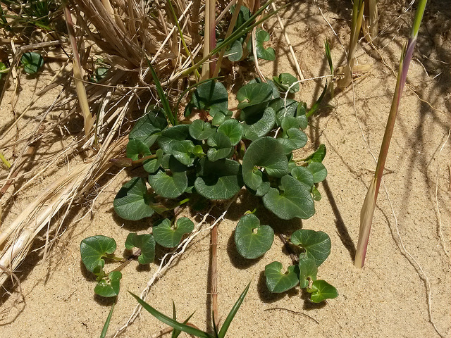 Liseron des dunes