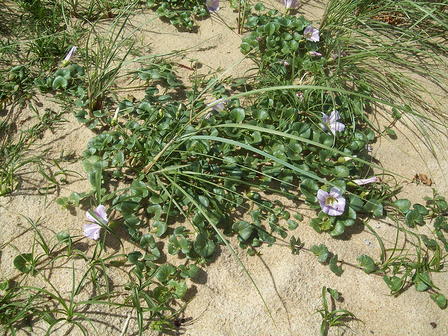 Liseron des dunes